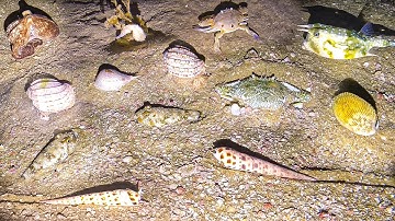 Lặn Biển Đêm Cuối Bắt Cá Bò Sừng Ốc Khế Cá Nóc Gạo Sò Dương Ghẹ xanh Bội Thu Bất Ổn P72