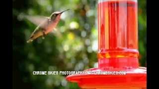 Hummingbirds & a bug fight for territory (SLO-MO)