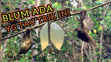 "Rahasia Mikat Burung Terbaru yang Belum Banyak Diketahui!"