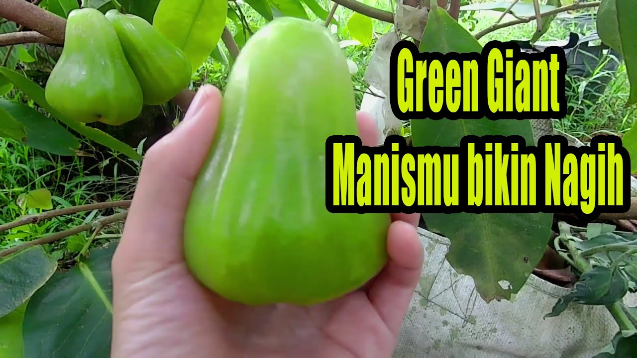 Jambu Green Giant, Si Hijau Super Manis