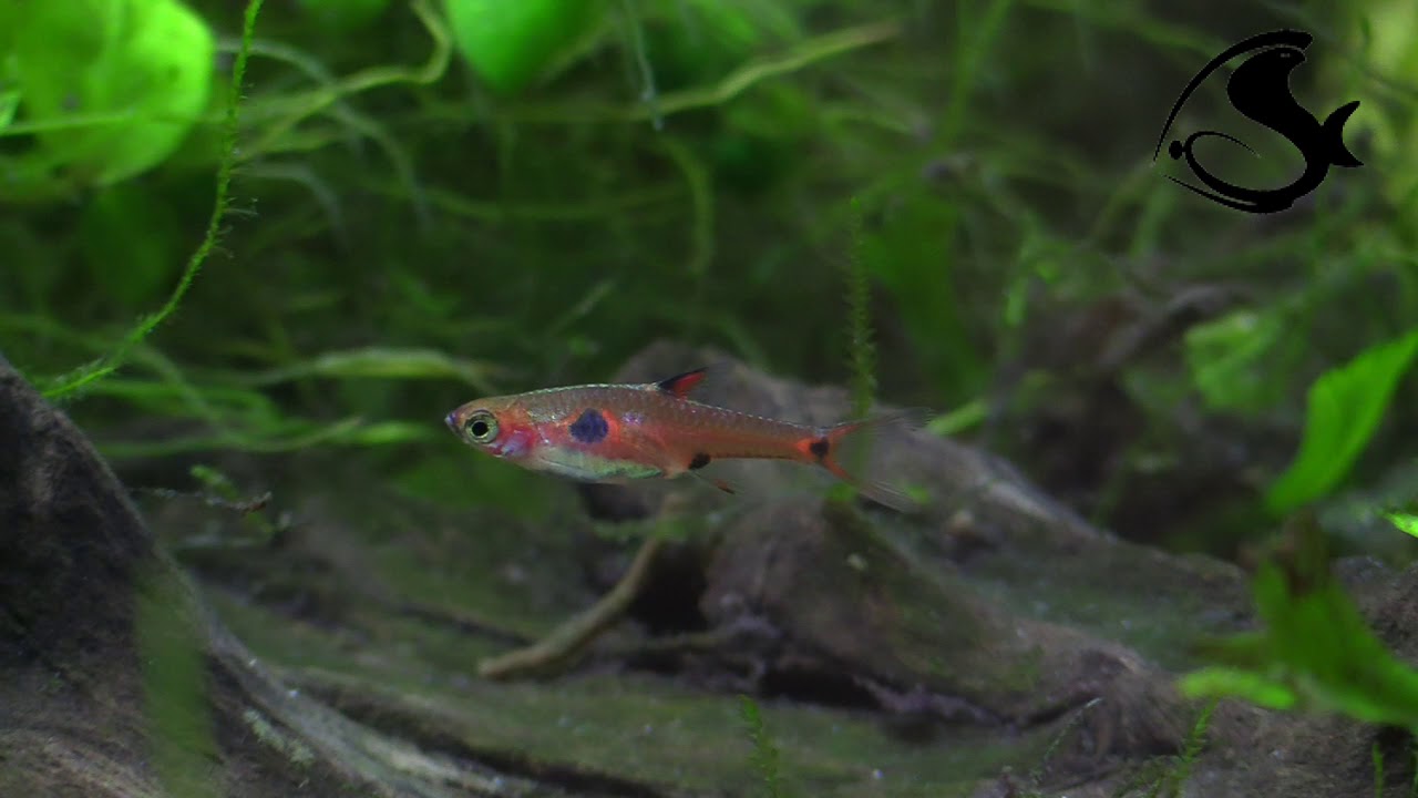 Boraras maculatus