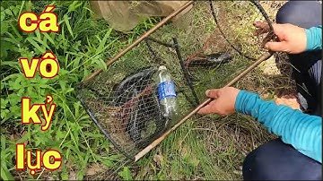 Kỷ Lục Thăm Lờ Cá Lóc Mùa Nước Nổi , Bảy Thổ Địa Rinh Cá Về Không Nổi Luôn # SĂN BẮT ĐỒNG THÁP #