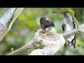 Chick Survival and Growth Challenges