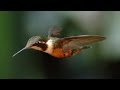 Hummingbird Flight Mechanics and Adaptations