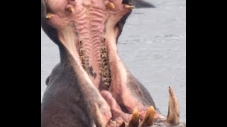 AFRICAN HIPPO ATTACKS / Русский турист дразнит гиппопотама в Африке