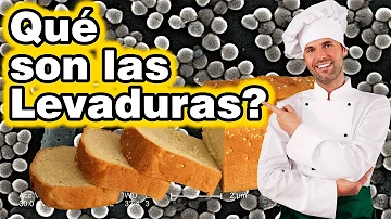 ¿Qué función tiene la levadura en las galletas?