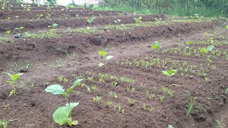 Terong Tumpangsari Sayuran Kangkung (part. 1)