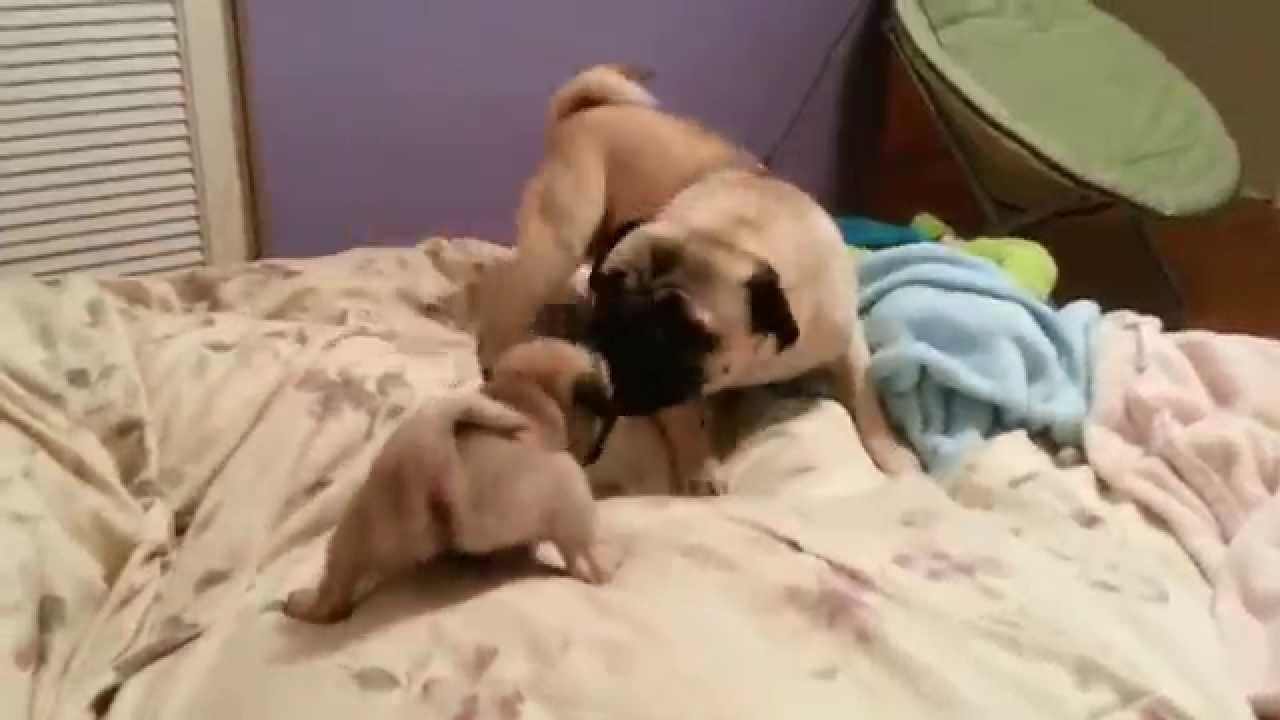 baby pugs playing