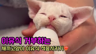 How to Feed Baby Food to Kitten,Kitten Training,babycats,kitty,devonrex,butler