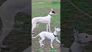 Tazi Gultair Dog #very beautiful #hunter #racer Dog ‍