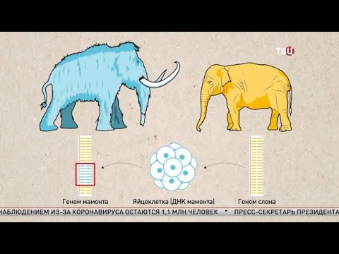 Ученые решили заселить Сибирь мамонтами. Великий перепост