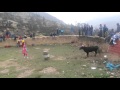 GRAN CORRIDA DE TOROS: DISTRITO DE PIRA - HUARAZ - ANCASH