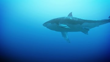 Operation Apex Teaser Trailer (Curiscope) - Vive