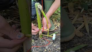 set bamboo traps #survival #outdoor #trap #bushcraft