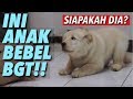 PUPPY BEBEL BGT - TAHAP 2 PELATIHAN ALA THE GOLDEN FAMILY