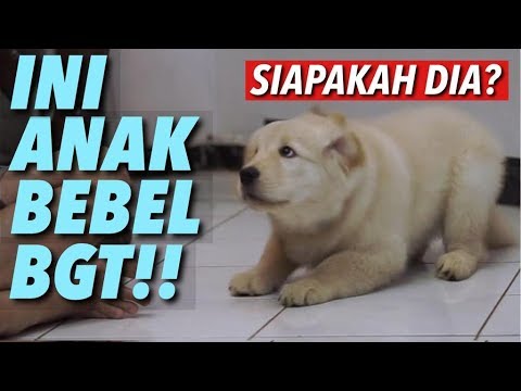 Video: Tanya Seorang Pelatih Anjing: Bagaimana Saya Membuat Anjing Saya yang Terganggu Fokus pada Saya?
