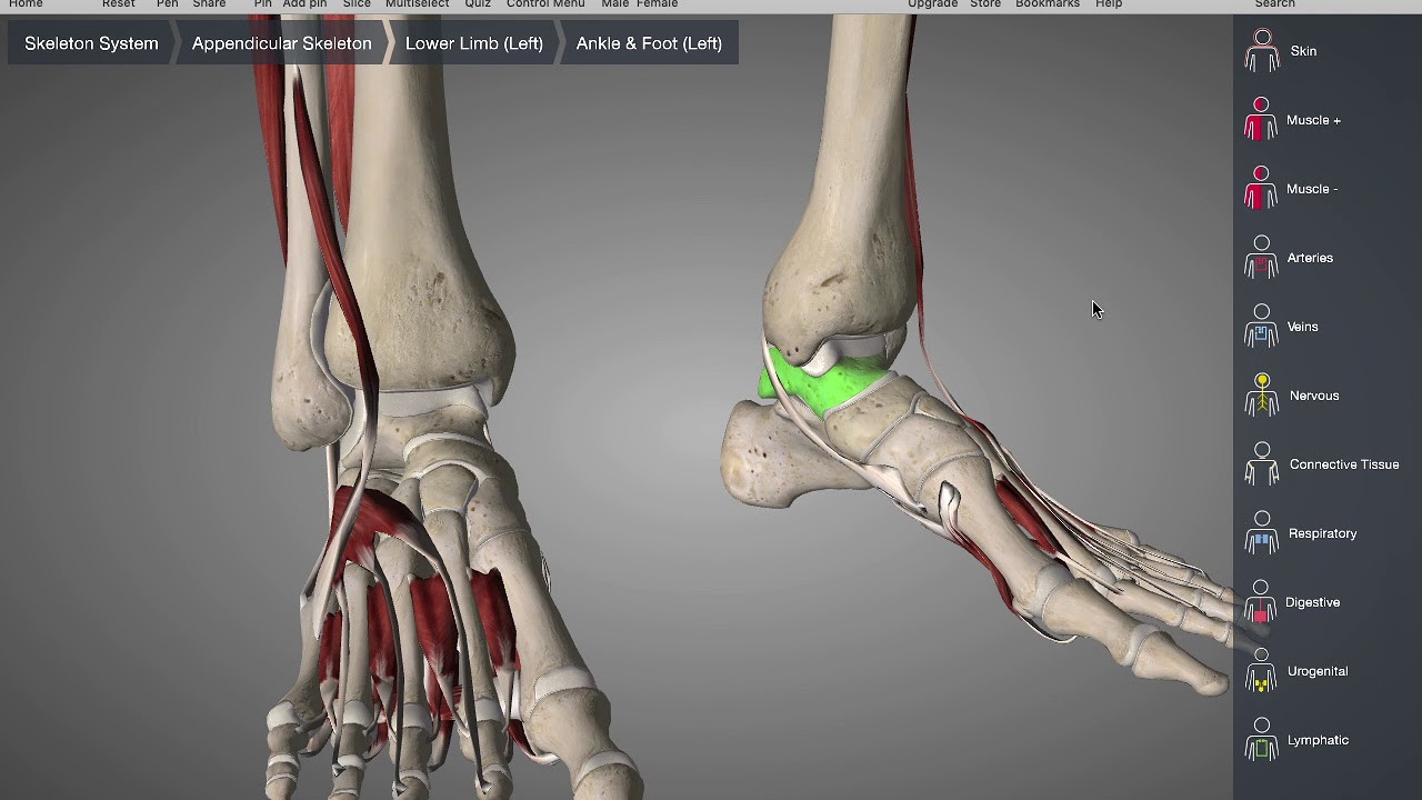 Functional anatomy of the talus - YouTube