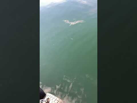 Скумбрия в Норвегии
