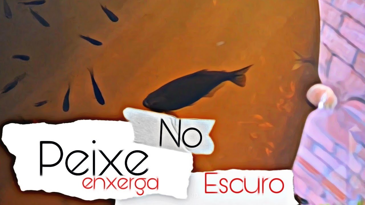 Peixe Enxerga No Escuro - FDPLEARN