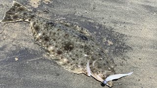 SoCal Surf Fishing In Long Beach For Halibut & Yellowfin Croaker!!!
