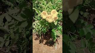 Beautiful Garden Garden