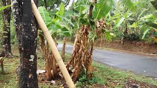 Suasana kampung setelah hujan turun