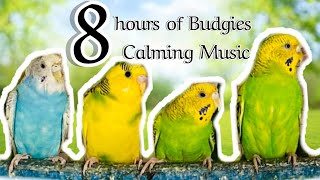 8 hours of soft budgie chirps-a gentle symphony of nature, perfect for peace, simply feeling alive screenshot 1