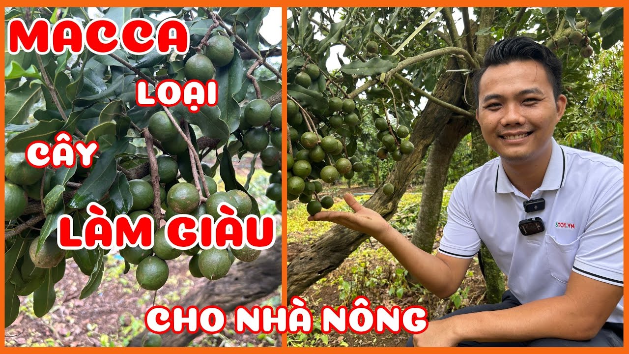 |MACCA - LOẠI CÂY LÀM GIÀU CHO NHÀ NÔNG| Cách Nhận Biết Macca Sắp Thu Hoạch Như Thế Nào?