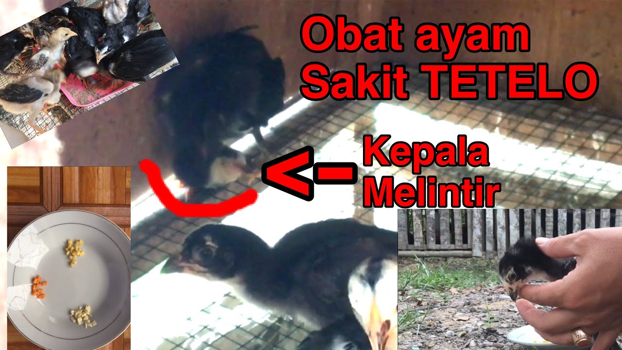 Cara mengobati ayam kampung yang diserang penyakit tetelo ...