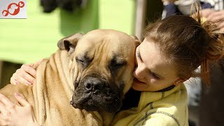 🐕 Adopting Senior Pets: Joy & Benefits by Healthy Pets 163 views 1 year ago 3 minutes, 47 seconds