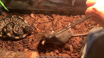 My ball python first time eating a small rat!