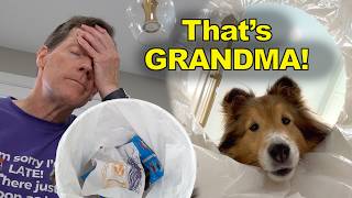 Dad Threw Out the Dog’s Masterpiece! 😂🐶🎨 e480