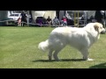 Dog show in Melbourne on December 3rd 2016 I