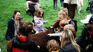 Sheep Leaving Parade: Full Video