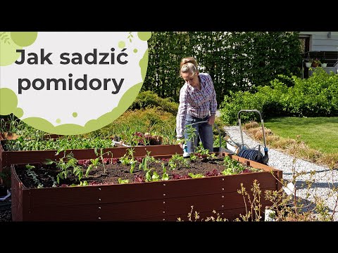 Wideo: Sadzenie Pomidorów: Jak Sadzić Pomidory