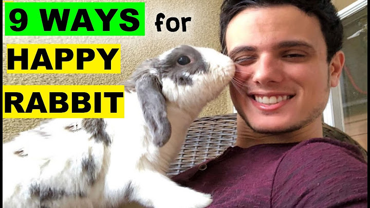 9 ways to make your rabbit happy - Expert tips