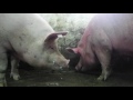 Бой свиноматок (fight swine  hierarchy installation)