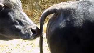 Bullcow Tail Licking