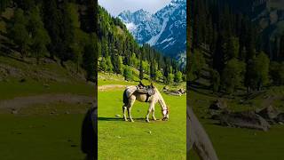 K A S H M I R ⛰️🥰#sonmarg #gulmarg #kashmir #kashmirtourism #reels