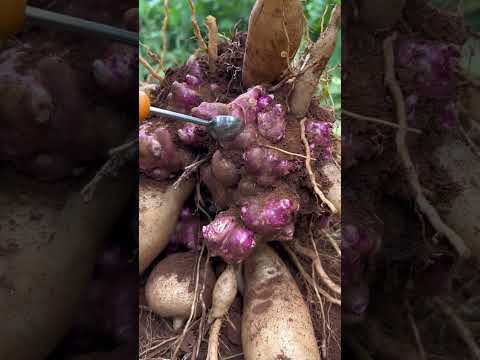 #shorts #agriculture #modernfarmer