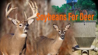 Soybeans For Deer, The Best Deer Feed #deerfeeder #supplementalfeeding
