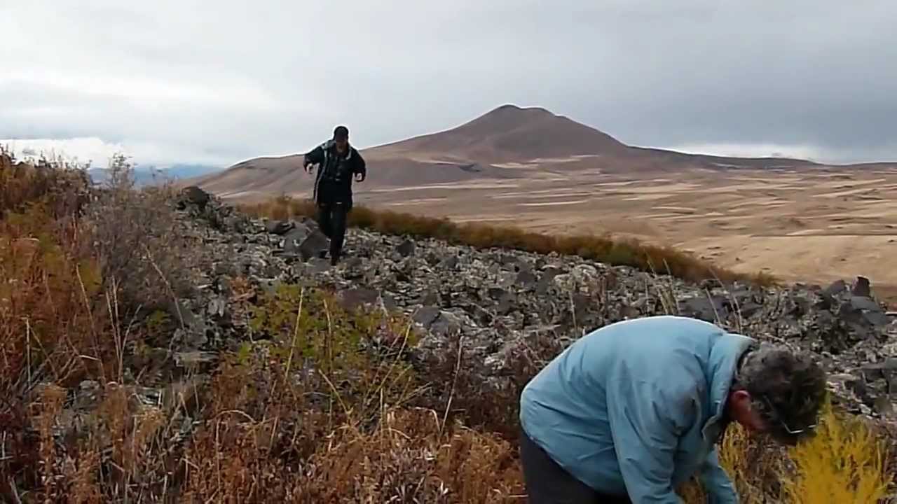 Collecting a wild population of Asparagus officinalis in Armenia by