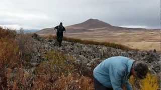 Collecting Asparagus officinalis | Armenia | 2011