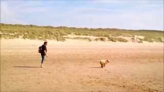 Lucky the Australian Labradoodle by Lucky Piquel 176 views 9 years ago 3 minutes, 54 seconds
