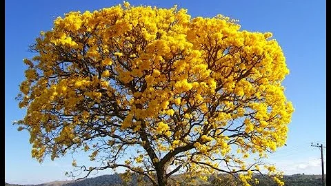 Quando os ipês começam a florir?