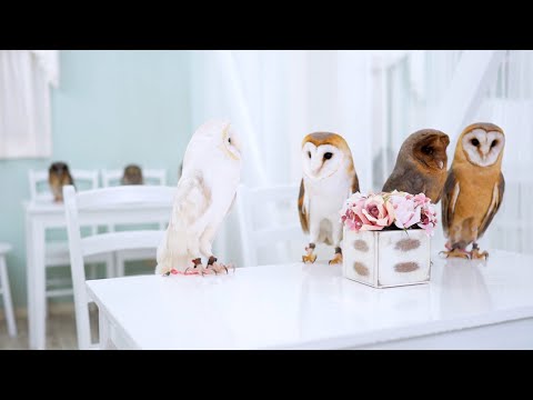 Video: Owls Dhe Larks. Si Të Mos Dilni Nga Regjimi I Karantinës?