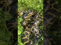 Обожаю фотографировать змей на солнце. Как же великолепно они переливаются и так естественно плывут