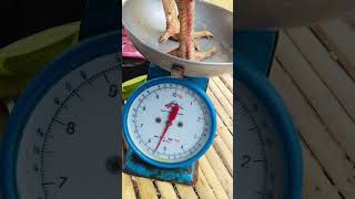 Japanese Shamo Gometer Blood Line 👌🏼