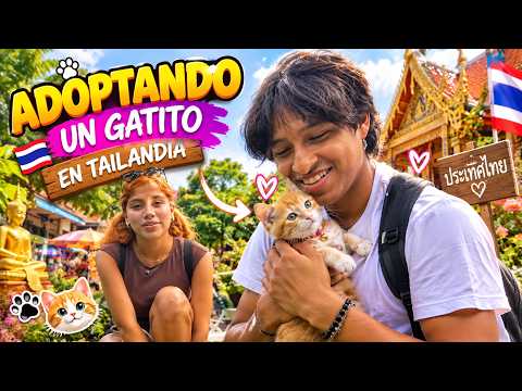 WE HAVE A DAUGHTER👶 Adopting a stray kitten in Phuket🇹🇭