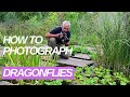 10 tips for dragonfly photography